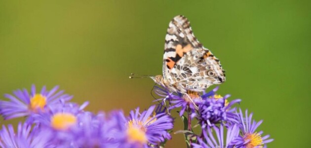 LOB council agrees to donate a small stipend towards pollinator gardens in Baysville