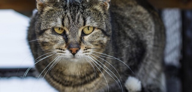 Town to support feral cat spay/neuter program