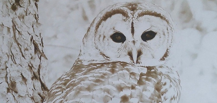 26a-Barred-Owl-Patti-Parker-cropped.jpg