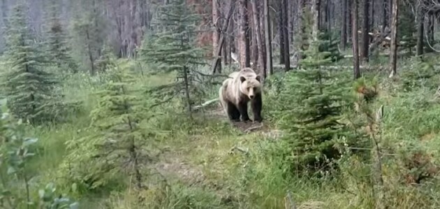 Former Huntsville resident has close encounter with grizzly in Jasper