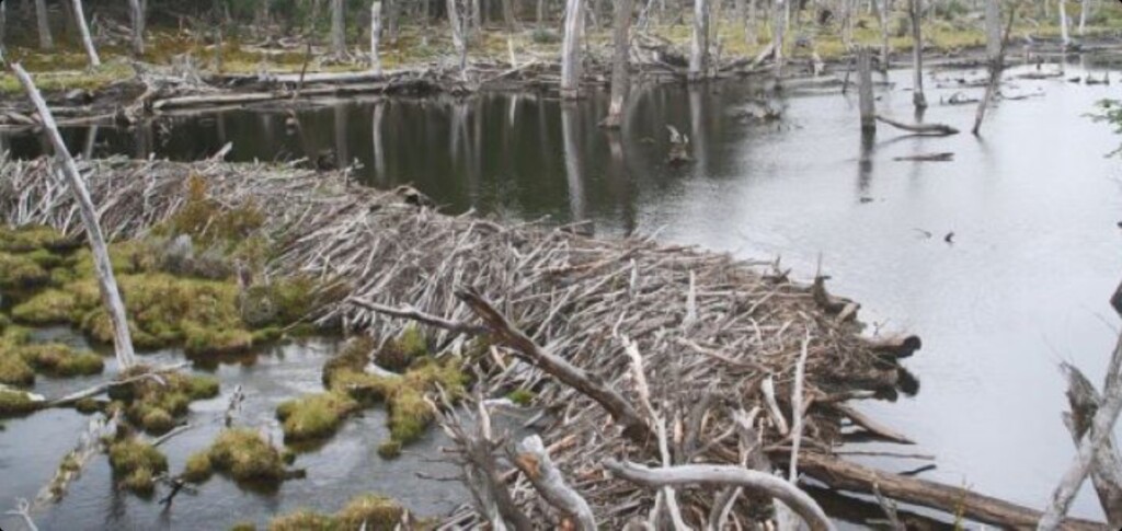 Beaver dam stock photo (depositphotos.com)