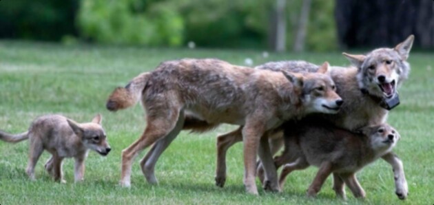 Coyote conditioned to people, food in Scarborough to become permanent Aspen Valley resident
