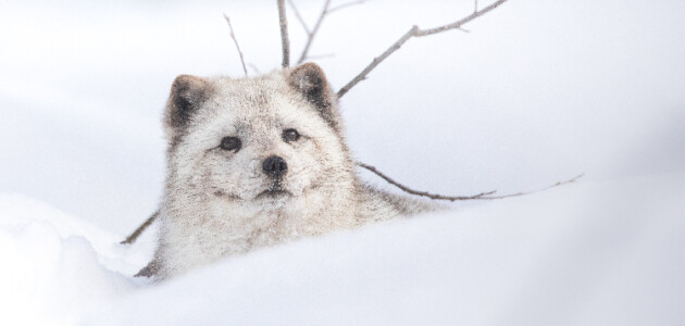 How wildlife prepares for the cold winter months: Aspen Valley Wildlife Sanctuary