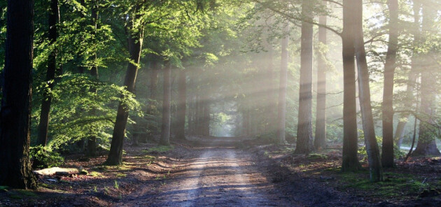 Celebrate sustainable forest management this International Day of Forests: MWC
