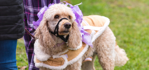Hike for a good cause: annual hospice fundraiser aims to raise $50,000