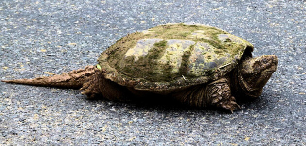 MWC “shellebrates” World Turtle Day on May 23
