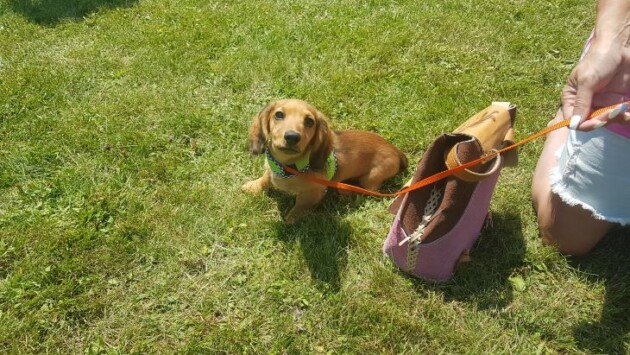 Muskoka Pet Fest photos