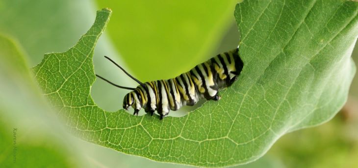 The-very-Hungry-Monarch-Caterpillar.jpg