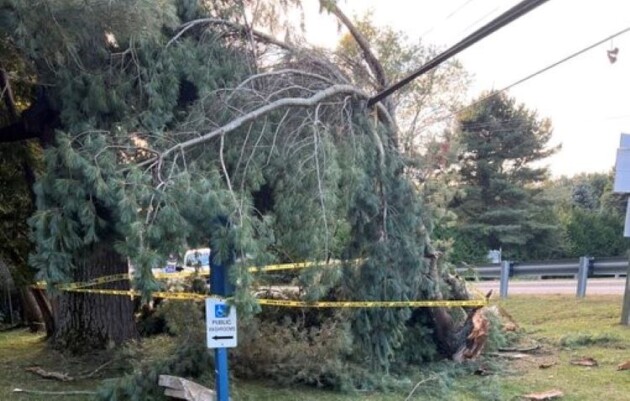 Downed tree at Grist Mill Park in Baysville