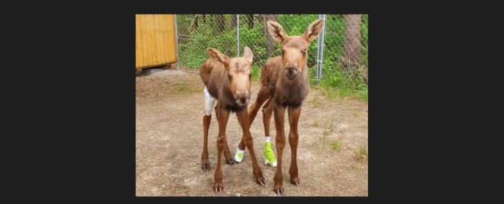 Moose-Calves.png