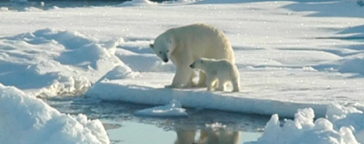 Polar-Bears.png