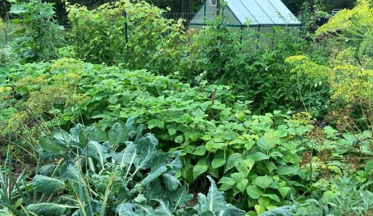 VdxeuZRk-Muskoka-Veggies.jpg