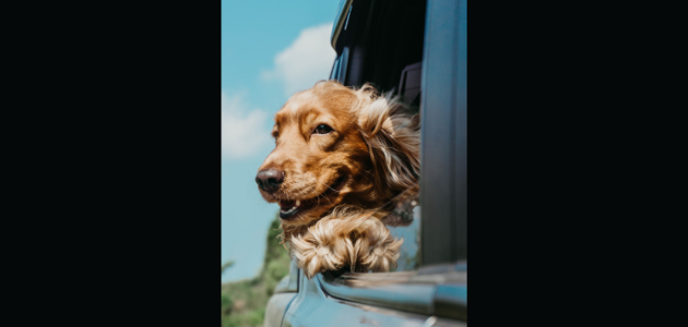 Is Muskoka going to the dogs?