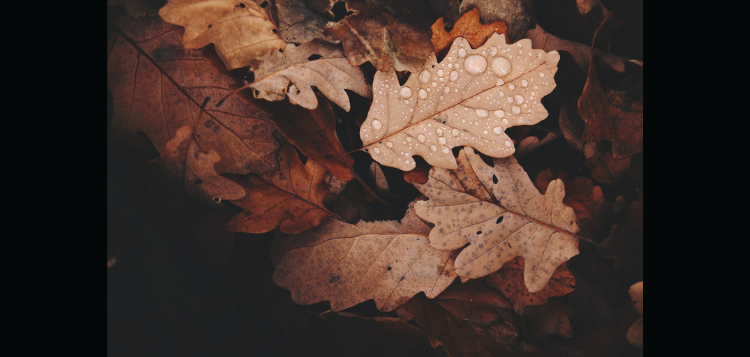 rain-34.png