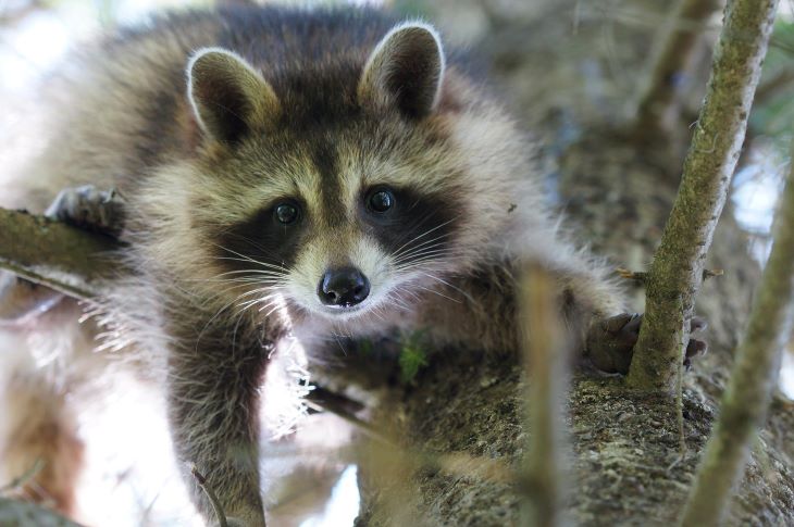 How to wildlife proof your property - Huntsville Doppler