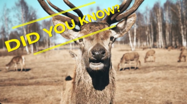 Tips from the OPP to help avoid wildlife collisions