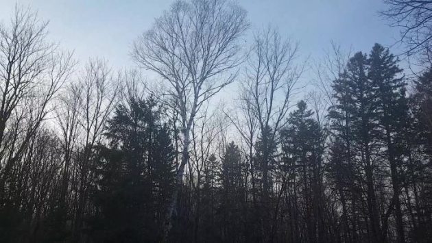 Environment Canada issues a special weather statement