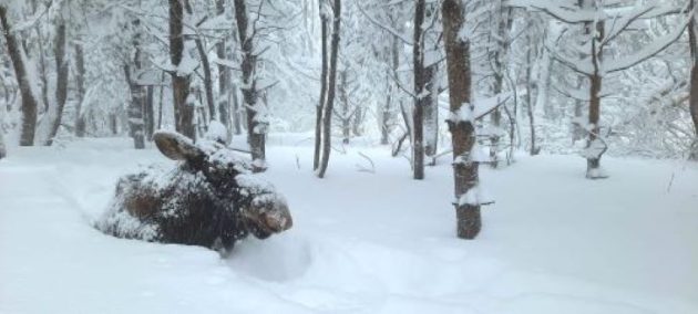 A very white Christmas