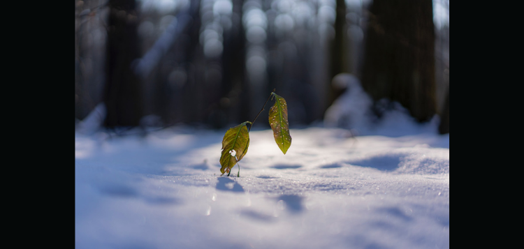 snow-14.png