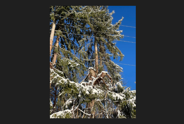 Trees-thisEdited.png