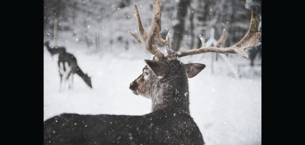Doppler weekend weather forecast