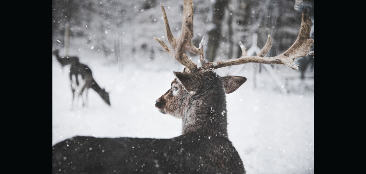 snow-30.png