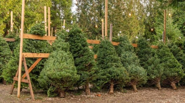 What to do with your real Christmas tree?