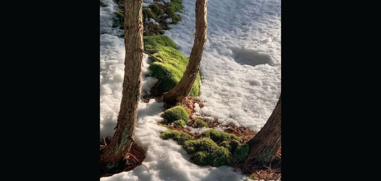 spring-5.png