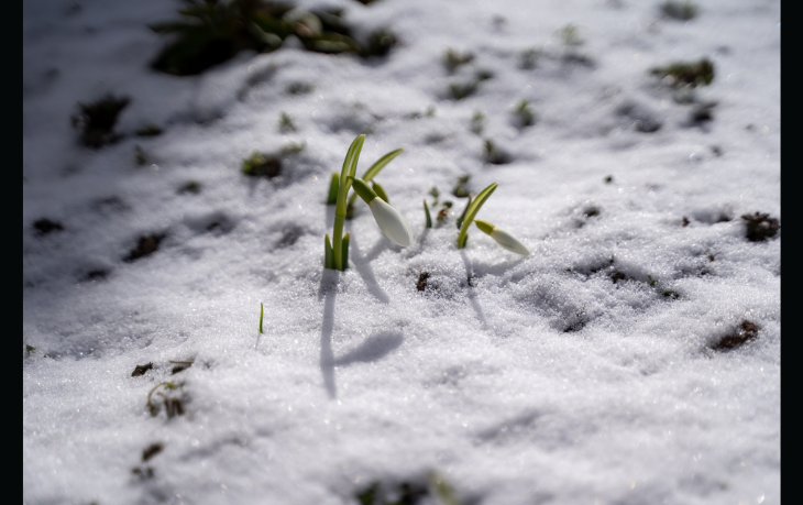 grass-6.png