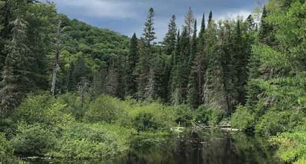 Conservation of 20 hectares of old-growth forest, first of its kind