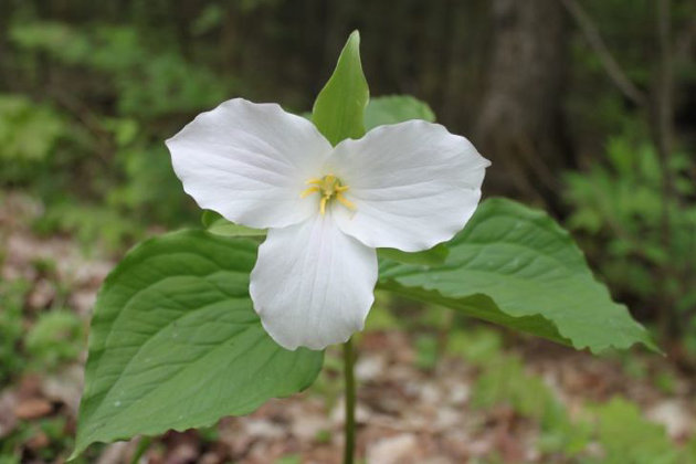 The White Trillium and other provincial symbols