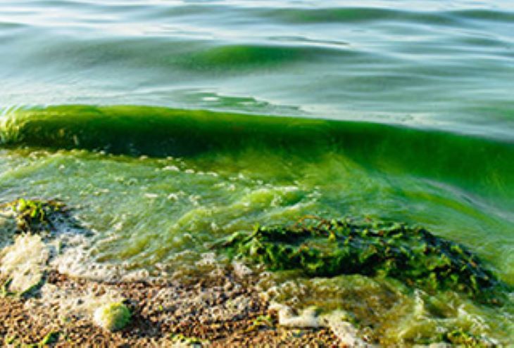 harmful_algal_blooms-Edited.jpg