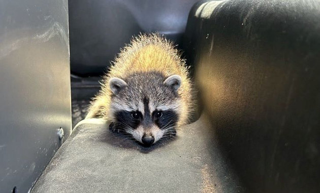 Police rescue raccoon and charge driver with impaired