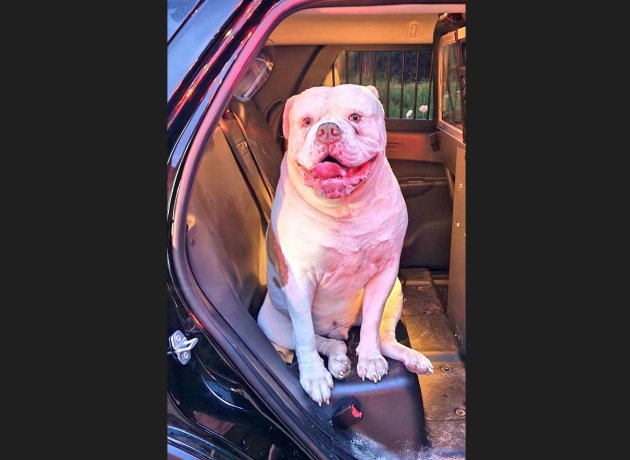 Residents alerted to fire by American Bulldog