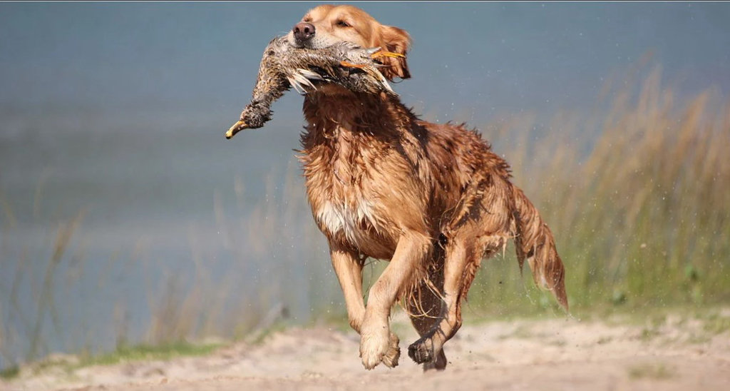 dog.jpg
