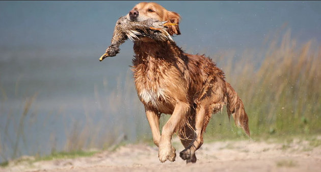 Opposition mounts against Ontario’s move to allow more facilities where dogs learn to hunt live captive animals