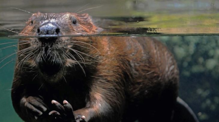 beaver.jpg