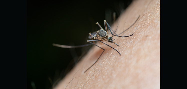 West-Nile.png