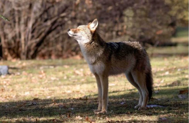 Coyote or wolf sightings in Lake of Bays prompt concerns