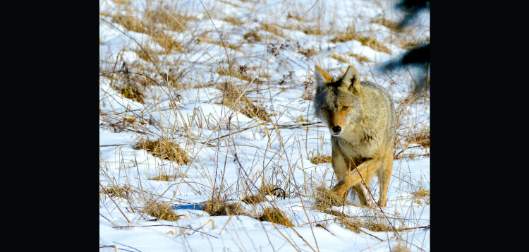 coyote.png
