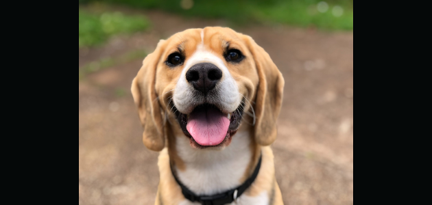 Health unit offering low-cost rabies clinics
