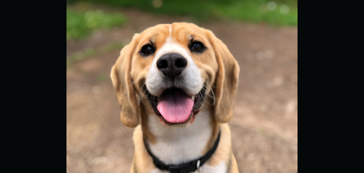 doggie.png