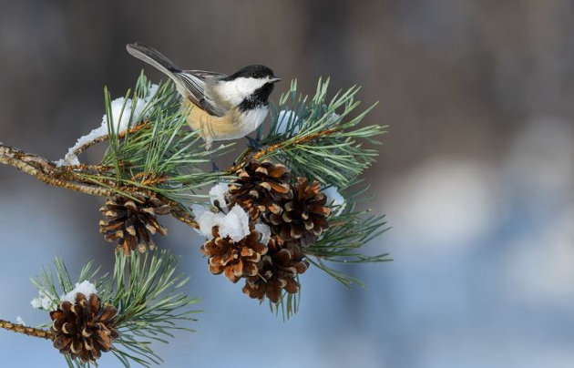 Huntsville’s Christmas Bird Count takes place December 14