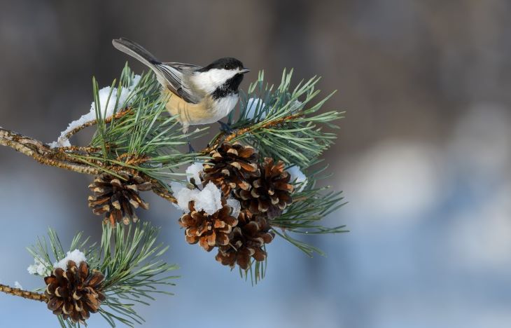 chickadee.jpg