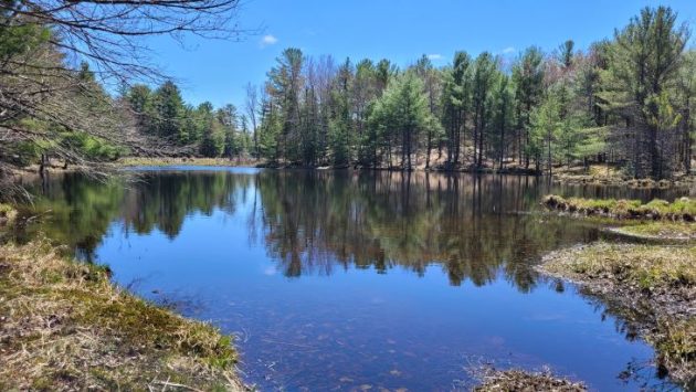 Muskoka Conservancy acquires 597 acres for nature conservation