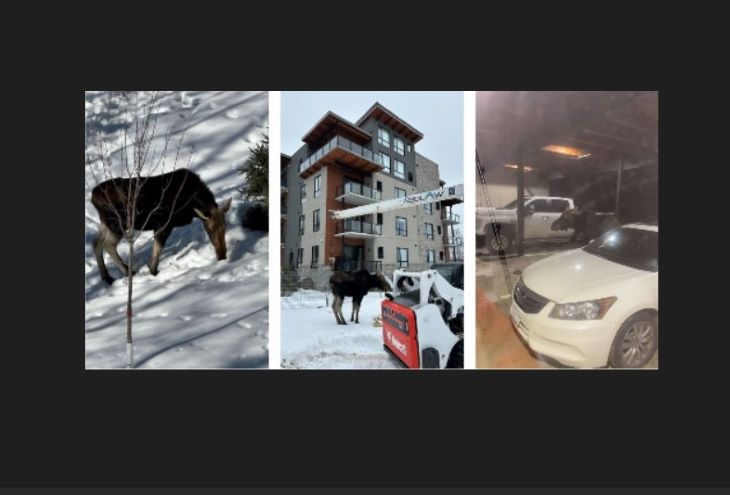 The-Moose-ED.jpg