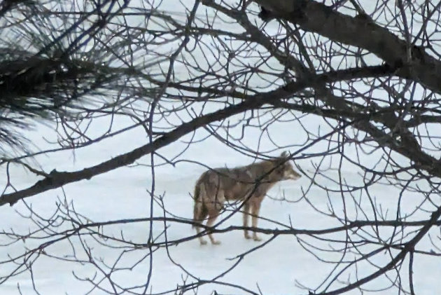 Wolf spotted on Fairy Lake