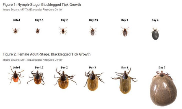 Public health reminds you to fight the bite and protect yourself from ticks