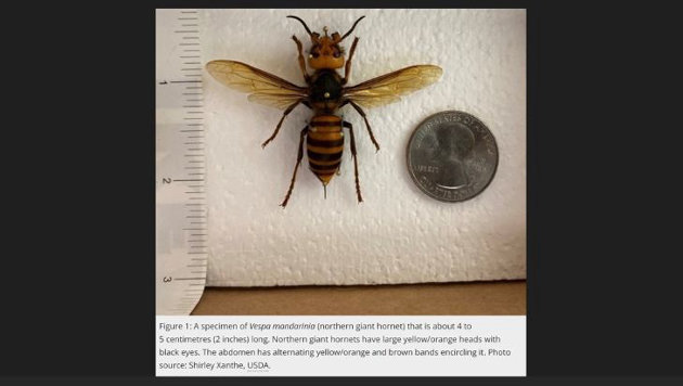 Large hornet sightings in Muskoka should be reported