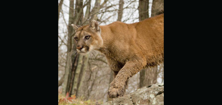 cougar.png